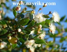 خواص مورد : خواص گیاه مورد برای پوست و مو / خواص درمانی روغن و پودر آن + طبع خواص مورد : خواص گیاه مورد برای پوست و مو / خواص درمانی روغن و پودر آن + طبع