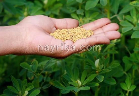 پرپشت شدن مو با شنبلیله / رشد سریع مو با شنبلیله, روغن شنبلیله و مو, بهترین روغن برای پرپشت شدن مو پرپشت شدن مو با شنبلیله / رشد سریع مو با شنبلیله, روغن شنبلیله و مو, بهترین روغن برای پرپشت شدن مو
