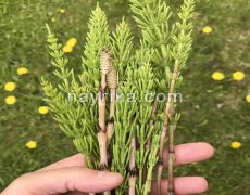گیاه دم اسب / خواص گیاه دم اسب / گیاه دم اسب برای رشد مو و تقویت ناخن گیاه دم اسب / خواص گیاه دم اسب / گیاه دم اسب برای رشد مو و تقویت ناخن
