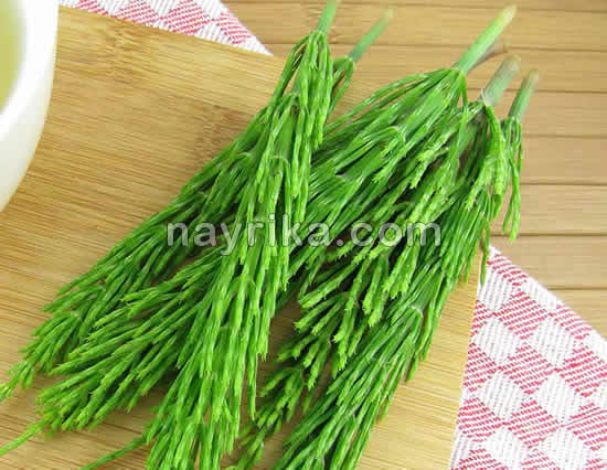 گیاه دم اسب برای رشد مو / خواص گیاه دم اسب / درمان ریزش مو / تقویت مو / تقویت ناخن گیاه دم اسب برای رشد مو / خواص گیاه دم اسب / درمان ریزش مو / تقویت مو / تقویت ناخن
