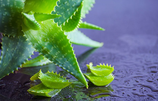 درمان کچلی / درمان طاسی سر / درمان گیاهی کچلی سر / درمان کچلی ارثی در زنان / درمان طاسی سر با داروی گیاهی / درمان طاسی سر در طب سنتی درمان کچلی / درمان طاسی سر / درمان گیاهی کچلی سر / درمان طاسی سر با داروی گیاهی / درمان طاسی سر در طب سنتی
