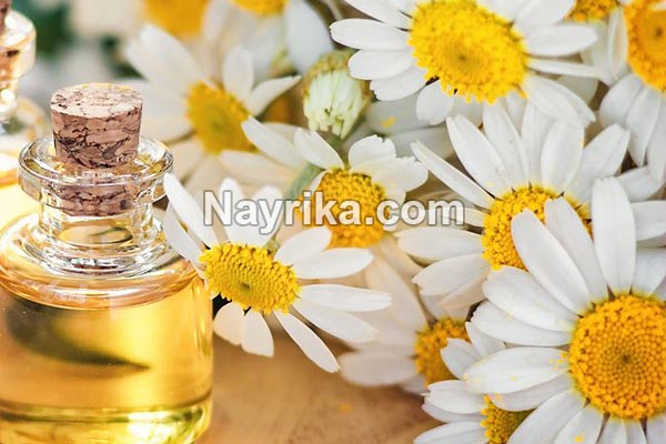 بابونه, مضرات بابونه, خواص بابونه, خواص بابونه برای معده, خواص دمنوش بابونه, بابونه و فشار خون, خواص بابونه برای عفونت زنان, بابونه رومی, چای بابونه, خواص چای بابونه, دمنوش بابونه, بخور بابونه بابونه, مضرات بابونه, خواص بابونه, خواص بابونه برای معده, خواص دمنوش بابونه, بابونه و فشار خون, خواص بابونه برای عفونت زنان, بابونه رومی, چای بابونه, خواص چای بابونه, دمنوش بابونه, بخور بابونه