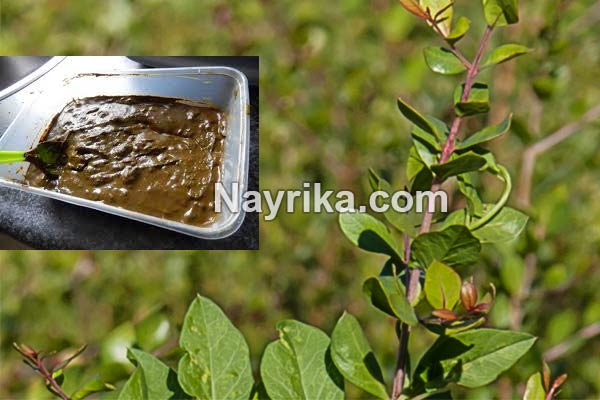 حنا, خواص حنا, مضرات حنا, خواص حنا برای عفونت واژن, خواص حنا برای مو, حنا برای ریزش مو, خواص حنا با ماست, مضرات حنا برای موی سر, مدت زمان حنا روی سر, خواص حنا بی رنگ برای مو حنا, خواص حنا, مضرات حنا, خواص حنا برای عفونت واژن, خواص حنا برای مو, حنا برای ریزش مو, خواص حنا با ماست, مضرات حنا برای موی سر, مدت زمان حنا روی سر, خواص حنا بی رنگ برای مو