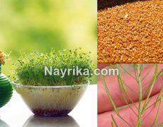 خاکشیر : خواص و مضرات / خاکشیر برای کبد، یبوست، لاغری / شربت و جوشانده خاکشیر خاکشیر : خواص و مضرات / خاکشیر برای کبد، یبوست، لاغری / شربت و جوشانده خاکشیر