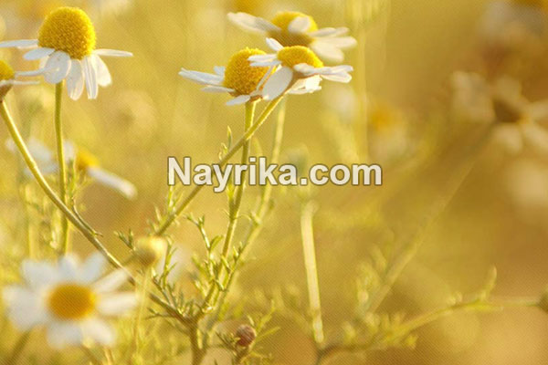 بابونه, مضرات بابونه, خواص بابونه, خواص بابونه برای معده, خواص دمنوش بابونه, بابونه و فشار خون, خواص بابونه برای عفونت زنان, بابونه رومی, چای بابونه, خواص چای بابونه, دمنوش بابونه, بخور بابونه بابونه, مضرات بابونه, خواص بابونه, خواص بابونه برای معده, خواص دمنوش بابونه, بابونه و فشار خون, خواص بابونه برای عفونت زنان, بابونه رومی, چای بابونه, خواص چای بابونه, دمنوش بابونه, بخور بابونه