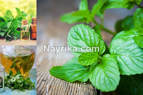 عرق نعناع, عرق نعنا, خواص عرق نعناع, عرق نعناع به انگلیسی, خواص عرق نعناع برای پوست, عرق نعناع و یبوست, عرق نعناع ویکی, خواص عرق نعناع برای لاغری, عرق نعناع برای اسهال, طبع عرق نعنا, طبیعت عرق نعنا, روش مصرف عرق نعنا عرق نعناع, عرق نعنا, خواص عرق نعناع, عرق نعناع به انگلیسی, خواص عرق نعناع برای پوست, عرق نعناع و یبوست, عرق نعناع ویکی, خواص عرق نعناع برای لاغری, عرق نعناع برای اسهال, طبع عرق نعنا, طبیعت عرق نعنا, روش مصرف عرق نعنا