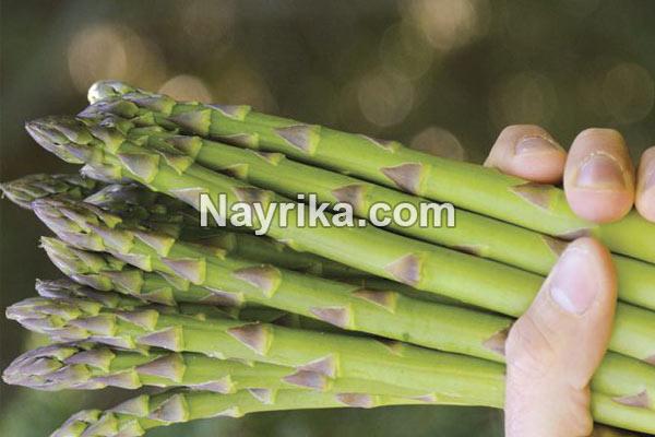 مارچوبه, خواص مارچوبه, مضرات مارچوبه, مارچوبه برای لاغری, مارچوبه در بدنسازی, نحوه مصرف مارچوبه, پودر مارچوبه, طبع مارچوبه, نام دیگر مارچوبه چیست, قیمت مارچوبه, مارچوبه از کجا تهیه کنیم مارچوبه, خواص مارچوبه, مضرات مارچوبه, مارچوبه برای لاغری, مارچوبه در بدنسازی, نحوه مصرف مارچوبه, پودر مارچوبه, طبع مارچوبه, نام دیگر مارچوبه چیست, قیمت مارچوبه, مارچوبه از کجا تهیه کنیم