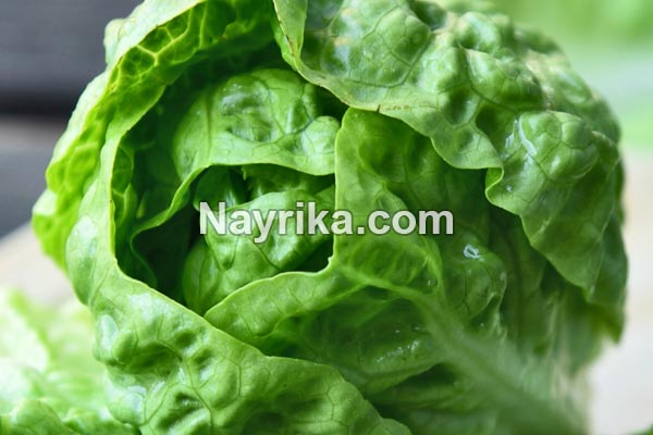 کاهو, خواص کاهو, مضرات کاهو, خواص کاهو قرمز, خواص کاهو برای جوش, کاهوی رومی, کاهو فرانسوی, کاهوی ایرانی, مغز کاهو, درباره کاهو, خواص آب کاهو کاهو, خواص کاهو, مضرات کاهو, خواص کاهو قرمز, خواص کاهو برای جوش, کاهوی رومی, کاهو فرانسوی, کاهوی ایرانی, مغز کاهو, درباره کاهو, خواص آب کاهو