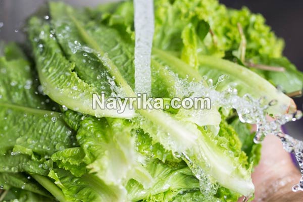 کاهو, خواص کاهو, مضرات کاهو, خواص کاهو قرمز, خواص کاهو برای جوش, کاهوی رومی, کاهو فرانسوی, کاهوی ایرانی, مغز کاهو, درباره کاهو, خواص آب کاهو کاهو, خواص کاهو, مضرات کاهو, خواص کاهو قرمز, خواص کاهو برای جوش, کاهوی رومی, کاهو فرانسوی, کاهوی ایرانی, مغز کاهو, درباره کاهو, خواص آب کاهو