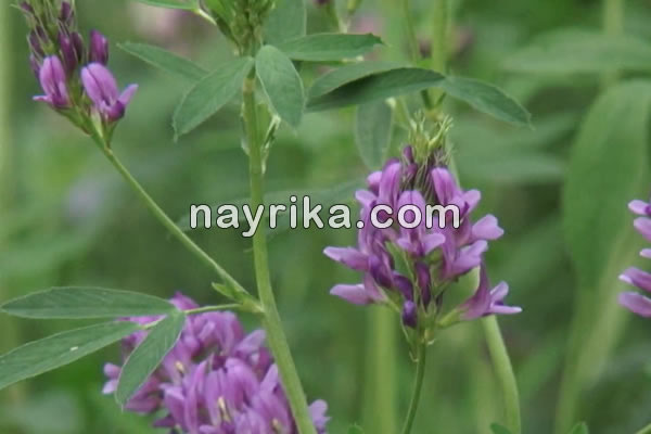 خواص عرق یونجه, عوارض جانبی عرق یونجه, خاصیت عرق یونجه برای کودکان, عرق یونجه در بارداری, خواص عرق یونجه برای دیابت, عرق یونجه برای چاقی, عرق یونجه باعث چاقی صورت میشود, عرق یونجه نی نی سایت, کیا با عرق یونجه چاق شدن, قیمت عرق یونجه خواص عرق یونجه, عوارض جانبی عرق یونجه, خاصیت عرق یونجه برای کودکان, عرق یونجه در بارداری, خواص عرق یونجه برای دیابت, عرق یونجه برای چاقی, عرق یونجه باعث چاقی صورت میشود, عرق یونجه نی نی سایت, کیا با عرق یونجه چاق شدن, قیمت عرق یونجه
