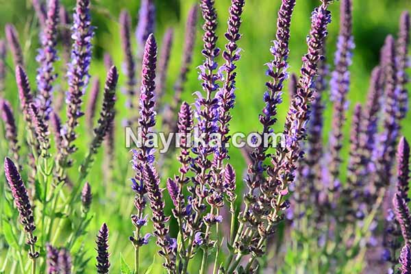مریم گلی, خواص مریم گلی برای جوش صورت, خواص مریم گلی برای موی سر, خواص مریم گلی برای رحم, خواص مریم گلی برای عفونت زنان, روغن مریم گلی برای موهای زائد, روغن مریم گلی برای جوش صورت, مضرات مریم گلی, قیمت روغن مریم گلی مریم گلی, خواص مریم گلی برای جوش صورت, خواص مریم گلی برای موی سر, خواص مریم گلی برای رحم, خواص مریم گلی برای عفونت زنان, روغن مریم گلی برای موهای زائد, روغن مریم گلی برای جوش صورت, مضرات مریم گلی, قیمت روغن مریم گلی