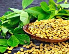 شنبلیله : طبع و خواص برگ و روغن شنبلیله / چای شنبلیله شنبلیله : طبع و خواص برگ و روغن شنبلیله / چای شنبلیله