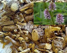 شیرین بیان: خواص و مضرات / خواص شیرین بیان ناشتا برای روده، معده، قاعدگی شیرین بیان: خواص و مضرات / خواص شیرین بیان ناشتا برای روده، معده، قاعدگی