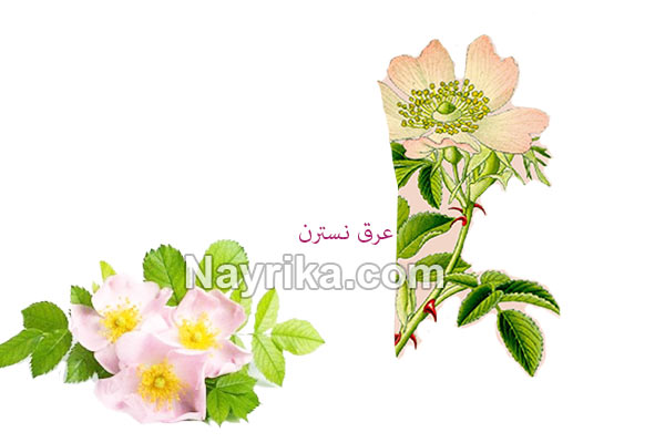 عرق نسترن, خواص عرق نسترن, مضرات عرق نسترن, طریقه مصرف عرق نسترن, خواص عرق نسترن و بیدمشک, عرق نسترن و فشار خون, عرق نسترن در بارداری, فواید عرق نسترن برای پوست, روش مصرف عرق نسترن, قیمت عرق نسترن عرق نسترن, خواص عرق نسترن, مضرات عرق نسترن, طریقه مصرف عرق نسترن, خواص عرق نسترن و بیدمشک, عرق نسترن و فشار خون, عرق نسترن در بارداری, فواید عرق نسترن برای پوست, روش مصرف عرق نسترن, قیمت عرق نسترن