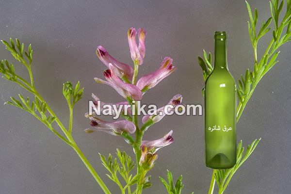 عرق شاتره, خواص عرق شاتره, مضرات عرق شاتره, دستور مصرف عرق شاتره و کاسنی, عرق شاتره در بارداری, عرق شاتره برای لاغری, بهترین زمان خوردن عرق کاسنی و شاتره, مضرات عرق کاسنی و شاتره, شاه تره جوش صورت, روش مصرف عرق شاتره عرق شاتره, خواص عرق شاتره, مضرات عرق شاتره, دستور مصرف عرق شاتره و کاسنی, عرق شاتره در بارداری, عرق شاتره برای لاغری, بهترین زمان خوردن عرق کاسنی و شاتره, مضرات عرق کاسنی و شاتره, شاه تره جوش صورت, روش مصرف عرق شاتره