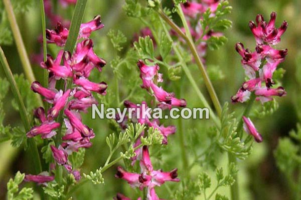 عرق شاتره, خواص عرق شاتره, مضرات عرق شاتره, دستور مصرف عرق شاتره و کاسنی, عرق شاتره در بارداری, عرق شاتره برای لاغری, بهترین زمان خوردن عرق کاسنی و شاتره, مضرات عرق کاسنی و شاتره, شاه تره جوش صورت, روش مصرف عرق شاتره عرق شاتره, خواص عرق شاتره, مضرات عرق شاتره, دستور مصرف عرق شاتره و کاسنی, عرق شاتره در بارداری, عرق شاتره برای لاغری, بهترین زمان خوردن عرق کاسنی و شاتره, مضرات عرق کاسنی و شاتره, شاه تره جوش صورت, روش مصرف عرق شاتره