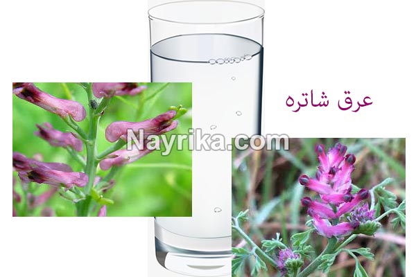 عرق شاتره, خواص عرق شاتره, مضرات عرق شاتره, دستور مصرف عرق شاتره و کاسنی, عرق شاتره در بارداری, عرق شاتره برای لاغری, بهترین زمان خوردن عرق کاسنی و شاتره, مضرات عرق کاسنی و شاتره, شاه تره جوش صورت, روش مصرف عرق شاتره عرق شاتره, خواص عرق شاتره, مضرات عرق شاتره, دستور مصرف عرق شاتره و کاسنی, عرق شاتره در بارداری, عرق شاتره برای لاغری, بهترین زمان خوردن عرق کاسنی و شاتره, مضرات عرق کاسنی و شاتره, شاه تره جوش صورت