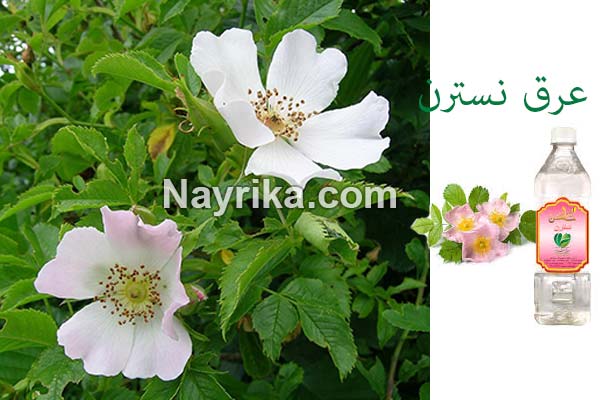 عرق نسترن, خواص عرق نسترن, مضرات عرق نسترن, طریقه مصرف عرق نسترن, خواص عرق نسترن و بیدمشک, عرق نسترن و فشار خون, عرق نسترن در بارداری, فواید عرق نسترن برای پوست, روش مصرف عرق نسترن, قیمت عرق نسترن عرق نسترن, خواص عرق نسترن, مضرات عرق نسترن, طریقه مصرف عرق نسترن, خواص عرق نسترن و بیدمشک, عرق نسترن و فشار خون, عرق نسترن در بارداری, فواید عرق نسترن برای پوست, روش مصرف عرق نسترن, قیمت عرق نسترن