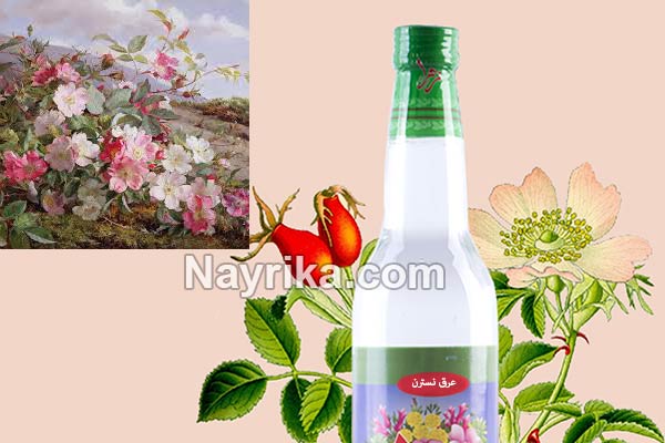 عرق نسترن, خواص عرق نسترن, مضرات عرق نسترن, طریقه مصرف عرق نسترن, خواص عرق نسترن و بیدمشک, عرق نسترن و فشار خون, عرق نسترن در بارداری, فواید عرق نسترن برای پوست, روش مصرف عرق نسترن, قیمت عرق نسترن عرق نسترن, خواص عرق نسترن, مضرات عرق نسترن, طریقه مصرف عرق نسترن, خواص عرق نسترن و بیدمشک, عرق نسترن و فشار خون, عرق نسترن در بارداری, فواید عرق نسترن برای پوست, روش مصرف عرق نسترن, قیمت عرق نسترن