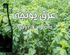 عرق یونجه : خواص و عوارض / عرق یونجه برای چاقی صورت، دیابت، کودکان و بارداری
