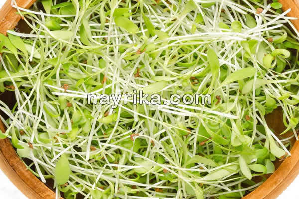 خواص عرق یونجه, عوارض جانبی عرق یونجه, خاصیت عرق یونجه برای کودکان, عرق یونجه در بارداری, خواص عرق یونجه برای دیابت, عرق یونجه برای چاقی, عرق یونجه باعث چاقی صورت میشود, عرق یونجه نی نی سایت, کیا با عرق یونجه چاق شدن, قیمت عرق یونجه خواص عرق یونجه, عوارض جانبی عرق یونجه, خاصیت عرق یونجه برای کودکان, عرق یونجه در بارداری, خواص عرق یونجه برای دیابت, عرق یونجه برای چاقی, عرق یونجه باعث چاقی صورت میشود, عرق یونجه نی نی سایت, کیا با عرق یونجه چاق شدن, قیمت عرق یونجه