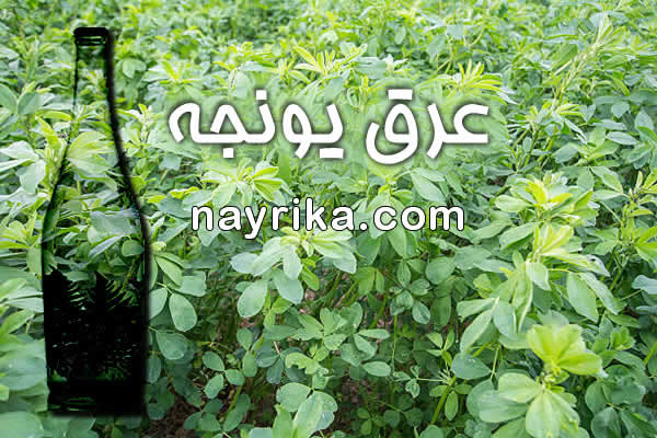 خواص عرق یونجه, عوارض جانبی عرق یونجه, خاصیت عرق یونجه برای کودکان, عرق یونجه در بارداری, خواص عرق یونجه برای دیابت, عرق یونجه برای چاقی, عرق یونجه باعث چاقی صورت میشود, عرق یونجه نی نی سایت, کیا با عرق یونجه چاق شدن, قیمت عرق یونجه خواص عرق یونجه, عوارض جانبی عرق یونجه, خاصیت عرق یونجه برای کودکان, عرق یونجه در بارداری, خواص عرق یونجه برای دیابت, عرق یونجه برای چاقی, عرق یونجه باعث چاقی صورت میشود, عرق یونجه نی نی سایت, کیا با عرق یونجه چاق شدن, قیمت عرق یونجه