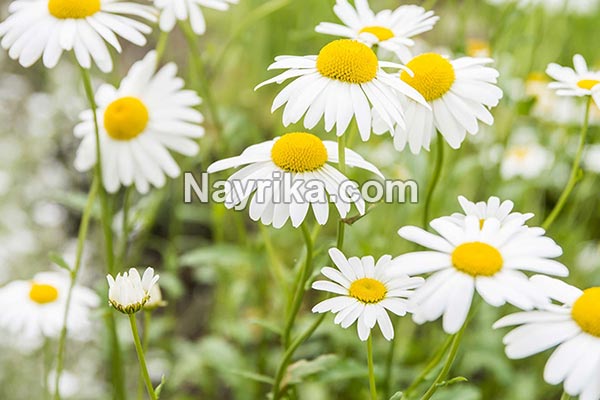 بابونه, مضرات بابونه, خواص بابونه, خواص بابونه برای معده, خواص دمنوش بابونه, بابونه و فشار خون, خواص بابونه برای عفونت زنان, بابونه رومی, چای بابونه, خواص چای بابونه, دمنوش بابونه, بخور بابونه بابونه, مضرات بابونه, خواص بابونه, خواص بابونه برای معده, خواص دمنوش بابونه, بابونه و فشار خون, خواص بابونه برای عفونت زنان, بابونه رومی, چای بابونه, خواص چای بابونه, دمنوش بابونه, بخور بابونه