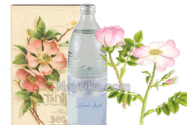 عرق نسترن, خواص عرق نسترن, مضرات عرق نسترن, طریقه مصرف عرق نسترن, خواص عرق نسترن و بیدمشک, عرق نسترن و فشار خون, عرق نسترن در بارداری, فواید عرق نسترن برای پوست, روش مصرف عرق نسترن, قیمت عرق نسترن عرق نسترن, خواص عرق نسترن, مضرات عرق نسترن, طریقه مصرف عرق نسترن, خواص عرق نسترن و بیدمشک, عرق نسترن و فشار خون, عرق نسترن در بارداری, فواید عرق نسترن برای پوست, روش مصرف عرق نسترن, قیمت عرق نسترن
