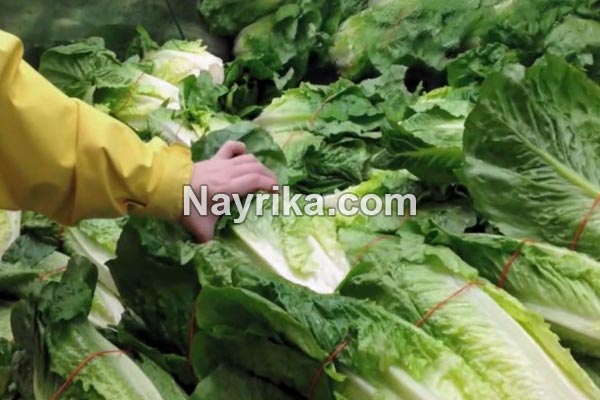 کاهو, خواص کاهو, مضرات کاهو, خواص کاهو قرمز, خواص کاهو برای جوش, کاهوی رومی, کاهو فرانسوی, کاهوی ایرانی, مغز کاهو, درباره کاهو, خواص آب کاهو کاهو, خواص کاهو, مضرات کاهو, خواص کاهو قرمز, خواص کاهو برای جوش, کاهوی رومی, کاهو فرانسوی, کاهوی ایرانی, مغز کاهو, درباره کاهو, خواص آب کاهو