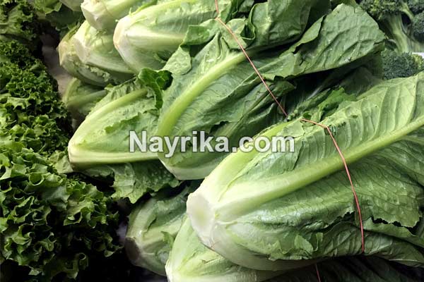 کاهو, خواص کاهو, مضرات کاهو, خواص کاهو قرمز, خواص کاهو برای جوش, کاهوی رومی, کاهو فرانسوی, کاهوی ایرانی, مغز کاهو, درباره کاهو, خواص آب کاهو کاهو, خواص کاهو, مضرات کاهو, خواص کاهو قرمز, خواص کاهو برای جوش, کاهوی رومی, کاهو فرانسوی, کاهوی ایرانی, مغز کاهو, درباره کاهو, خواص آب کاهو