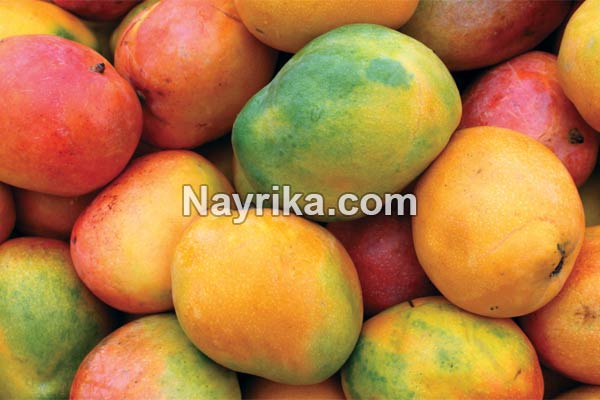 انبه, خواص انبه, مضرات انبه, طبع انبه, هسته انبه, خواص انبه برای پوست, خواص انبه برای کودکان, انبه گیلان, انبه سبز, طبیعت انبه انبه, خواص انبه, مضرات انبه, طبع انبه, هسته انبه, خواص انبه برای پوست, خواص انبه برای کودکان, انبه گیلان, انبه سبز, طبیعت انبه