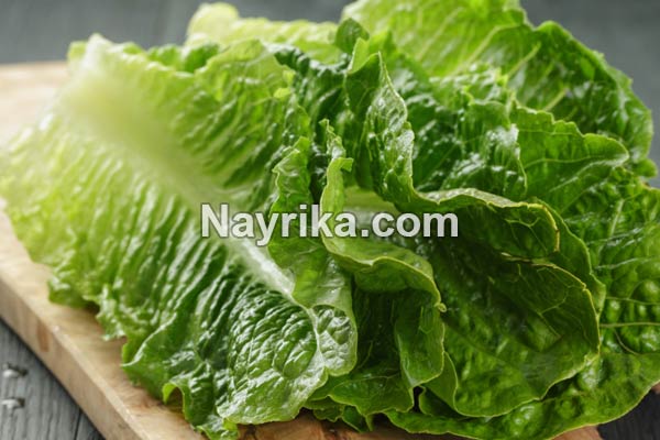 کاهو, خواص کاهو, مضرات کاهو, خواص کاهو قرمز, خواص کاهو برای جوش, کاهوی رومی, کاهو فرانسوی, کاهوی ایرانی, مغز کاهو, درباره کاهو, خواص آب کاهو کاهو, خواص کاهو, مضرات کاهو, خواص کاهو قرمز, خواص کاهو برای جوش, کاهوی رومی, کاهو فرانسوی, کاهوی ایرانی, مغز کاهو, درباره کاهو, خواص آب کاهو