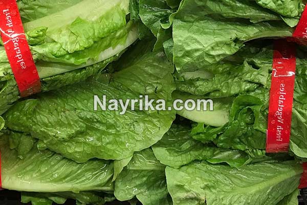 کاهو, خواص کاهو, مضرات کاهو, خواص کاهو قرمز, خواص کاهو برای جوش, کاهوی رومی, کاهو فرانسوی, کاهوی ایرانی, مغز کاهو, درباره کاهو, خواص آب کاهو کاهو, خواص کاهو, مضرات کاهو, خواص کاهو قرمز, خواص کاهو برای جوش, کاهوی رومی, کاهو فرانسوی, کاهوی ایرانی, مغز کاهو, درباره کاهو, خواص آب کاهو