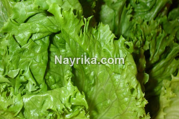 کاهو, خواص کاهو, مضرات کاهو, خواص کاهو قرمز, خواص کاهو برای جوش, کاهوی رومی, کاهو فرانسوی, کاهوی ایرانی, مغز کاهو, درباره کاهو, خواص آب کاهو کاهو, خواص کاهو, مضرات کاهو, خواص کاهو قرمز, خواص کاهو برای جوش, کاهوی رومی, کاهو فرانسوی, کاهوی ایرانی, مغز کاهو, درباره کاهو, خواص آب کاهو