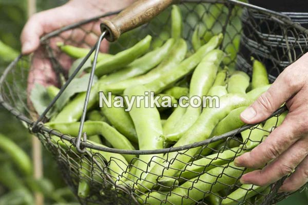 باقلا, خواص باقلا, مضرات باقلا, خواص باقلا برای پوست صورت, مضرات باقلا برای کودکان, مضرات باقلا برای کم خونی, باقلا و دیابت, باقلا و کم خونی, باقلا برای سرماخوردگی, باقلا در بارداری, آیا باقلا چاق کننده است باقلا, خواص باقلا, مضرات باقلا, خواص باقلا برای پوست صورت, مضرات باقلا برای کودکان, مضرات باقلا برای کم خونی, باقلا و دیابت, باقلا و کم خونی, باقلا برای سرماخوردگی, باقلا در بارداری, آیا باقلا چاق کننده است