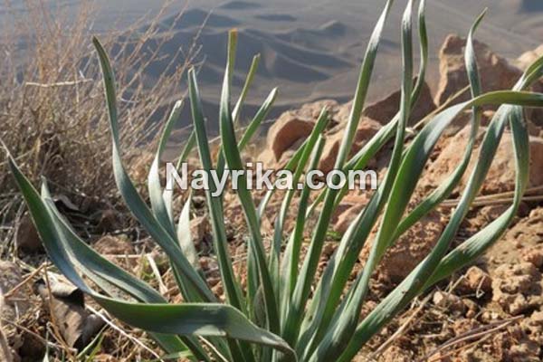 تره, خواص تره, مضرات تره, انواع تره, تره ایرانی, تره فرنگی, تره کوهی, تره به انگلیسی, عکس تره, تره ایرانی به انگلیسی تره, خواص تره, مضرات تره, انواع تره, تره ایرانی, تره فرنگی, تره کوهی, تره به انگلیسی, عکس تره, تره ایرانی به انگلیسی