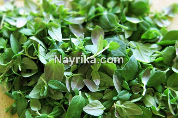 آویشن, آویشن چیست, انواع آویشن, خواص آویشن, مضرات آویشن, خواص آویشن برای پوست, خواص آویشن در لاغری, خواص آویشن برای سرماخوردگی, آویشن شیرازی, آویشن معمولی, طبع آویشن آویشن, آویشن چیست, انواع آویشن, خواص آویشن, مضرات آویشن, خواص آویشن برای پوست, خواص آویشن در لاغری, خواص آویشن برای سرماخوردگی, آویشن شیرازی, آویشن معمولی, طبع آویشن