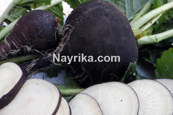 ترب سیاه, خواص ترب سیاه, مضرات ترب سیاه, طبع ترب سیاه, ترب سیاه به انگلیسی, خاصیت ترب سیاه چیست, ترب سیاه چه خاصیتی دارد, ترب سیاه برای کلیه, ترب سیاه برای سنگ کلیه, ترب سیاه برای چی خوبه, فواید ترب سیاه, مضرات ترب سیاه, روش مصرف ترب سیاه, ترب سیاه و سنگ کلیه, ترب سیاه در بارداری, طبع ترب سیاه, خاصیت ترب سیاه, آب ترب سیاه, خواص ترب سیاه چیست, خواص ترب سیاه برای رحم ترب سیاه, خواص ترب سیاه, مضرات ترب سیاه, طبع ترب سیاه, ترب سیاه به انگلیسی, خاصیت ترب سیاه چیست, ترب سیاه چه خاصیتی دارد, ترب سیاه برای کلیه, ترب سیاه برای سنگ کلیه, ترب سیاه برای چی خوبه, فواید ترب سیاه, مضرات ترب سیاه, روش مصرف ترب سیاه, ترب سیاه و سنگ کلیه, ترب سیاه در بارداری, طبع ترب سیاه, خاصیت ترب سیاه, آب ترب سیاه, خواص ترب سیاه چیست, خواص ترب سیاه برای رحم