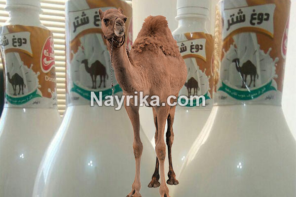 دوغ شتر, دوغ شتر چیست, خواص دوغ شتر, مضرات دوغ شتر, شیر شتر, خواص شیر شتر, مضرات شیر شتر دوغ شتر, دوغ شتر چیست, خواص دوغ شتر, مضرات دوغ شتر