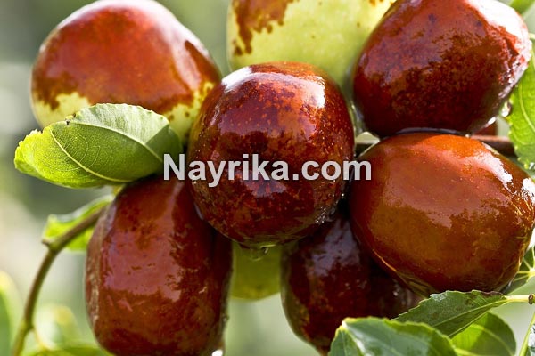 عناب, خواص عناب, مضرات عناب, طبع عناب, خواص عناب برای لاغری, خواص عناب خشک, درخت عناب, فصل عناب تازه, فرق سنجد و عناب, عناب به انگلیسی عناب, خواص عناب, مضرات عناب, طبع عناب, خواص عناب برای لاغری, خواص عناب خشک, درخت عناب, فصل عناب تازه, فرق سنجد و عناب, عناب به انگلیسی