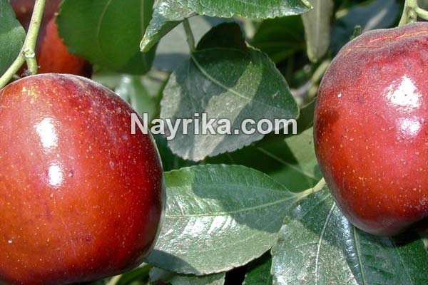 عناب, خواص عناب, مضرات عناب, طبع عناب, خواص عناب برای لاغری, خواص عناب خشک, درخت عناب, فصل عناب تازه, فرق سنجد و عناب, عناب به انگلیسی عناب, خواص عناب, مضرات عناب, طبع عناب, خواص عناب برای لاغری, خواص عناب خشک, درخت عناب, فصل عناب تازه, فرق سنجد و عناب, عناب به انگلیسی