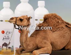 دوغ شتر: دوغ شتر چیست / خواص دوغ شتر / مضرات دوغ شتر دوغ شتر: دوغ شتر چیست / خواص دوغ شتر / مضرات دوغ شتر