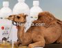 دوغ شتر: دوغ شتر چیست / خواص دوغ شتر / مضرات دوغ شتر