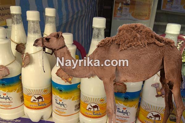 دوغ شتر, دوغ شتر چیست, خواص دوغ شتر, مضرات دوغ شتر, شیر شتر, خواص شیر شتر, مضرات شیر شتر دوغ شتر, دوغ شتر چیست, خواص دوغ شتر, مضرات دوغ شتر