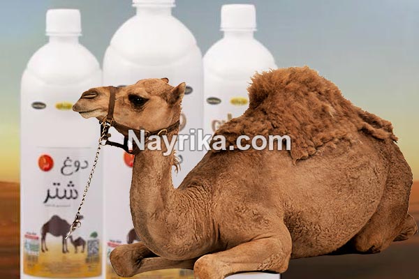 دوغ شتر, دوغ شتر چیست, خواص دوغ شتر, مضرات دوغ شتر, شیر شتر, خواص شیر شتر, مضرات شیر شتر دوغ شتر, دوغ شتر چیست, خواص دوغ شتر, مضرات دوغ شتر