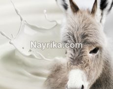 شیر الاغ : خواص شیر الاغ / خواص شیر الاغ برای کودکان و سالمندان شیر الاغ : خواص شیر الاغ / خواص شیر الاغ برای کودکان و سالمندان