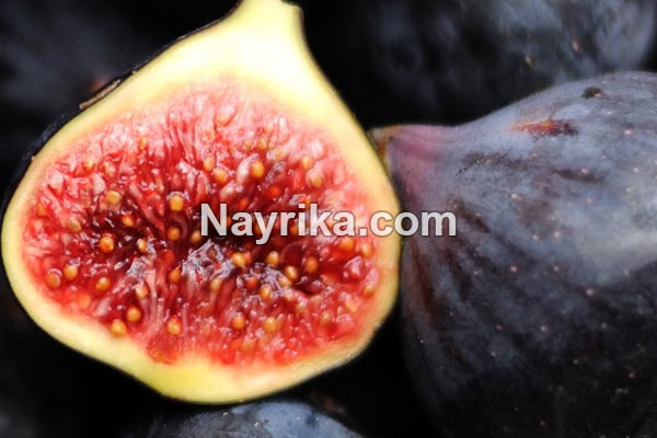 انجیر, خواص انجیر, مضرات انجیر, طبع انجیر, خواص انجیر برای زخم معده, خواص انجیر و زیتون, انواع انجیر, کاشت انجیر, درخت انجیر انجیر, خواص انجیر, مضرات انجیر, طبع انجیر, خواص انجیر برای زخم معده, خواص انجیر و زیتون, انواع انجیر, کاشت انجیر, درخت انجیر