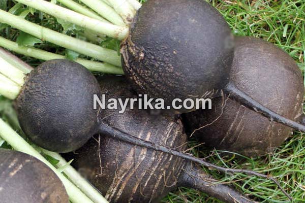 طبع ترب سیاه ترب سیاه, خواص ترب سیاه, مضرات ترب سیاه, طبع ترب سیاه, ترب سیاه به انگلیسی, خاصیت ترب سیاه چیست, ترب سیاه چه خاصیتی دارد, ترب سیاه برای کلیه, ترب سیاه برای سنگ کلیه, ترب سیاه برای چی خوبه, فواید ترب سیاه, مضرات ترب سیاه, روش مصرف ترب سیاه, ترب سیاه و سنگ کلیه, ترب سیاه در بارداری, طبع ترب سیاه, خاصیت ترب سیاه, آب ترب سیاه, خواص ترب سیاه چیست, خواص ترب سیاه برای رحم