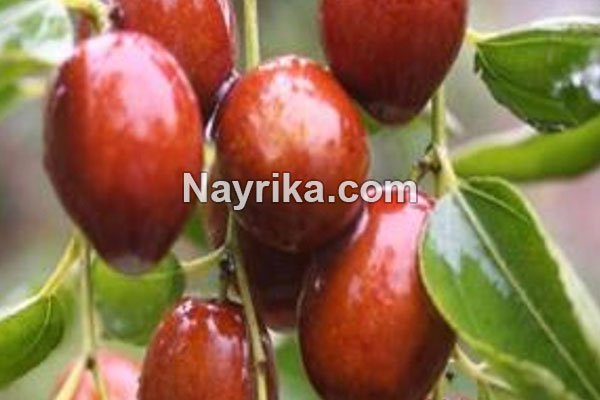 عناب, خواص عناب, مضرات عناب, طبع عناب, خواص عناب برای لاغری, خواص عناب خشک, درخت عناب, فصل عناب تازه, فرق سنجد و عناب, عناب به انگلیسی عناب, خواص عناب, مضرات عناب, طبع عناب, خواص عناب برای لاغری, خواص عناب خشک, درخت عناب, فصل عناب تازه, فرق سنجد و عناب, عناب به انگلیسی