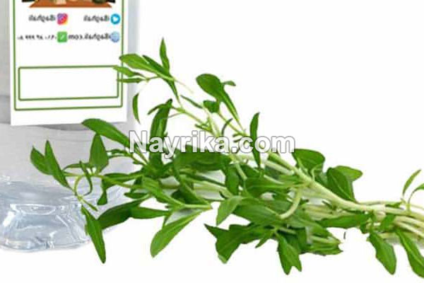 عرق آویشن, خواص عرق آویشن, مضرات عرق آویشن, عرق آویشن گرم یا سرد, طریقه مصرف عرق آویشن, عرق آویشن و فشار خون, عرق آویشن در بارداری, رنگ عرق اویشن, قیمت عرق آویشن, عرق آویشن حکیم تهرانی عرق آویشن, خواص عرق آویشن, مضرات عرق آویشن, عرق آویشن گرم یا سرد, طریقه مصرف عرق آویشن, عرق آویشن و فشار خون, عرق آویشن در بارداری, رنگ عرق اویشن, قیمت عرق آویشن, عرق آویشن حکیم تهرانی